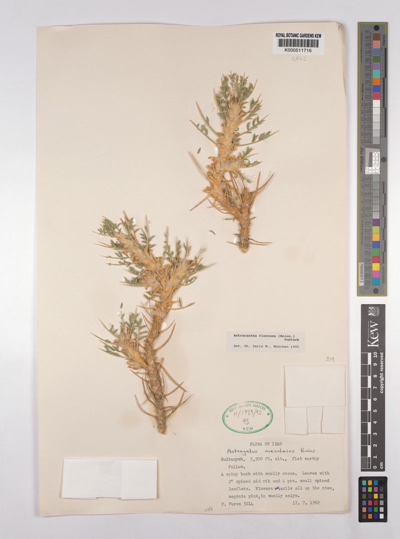 Astragalus floccosus photo 6