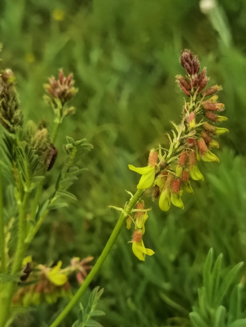 Astragalus floridulus photo 2