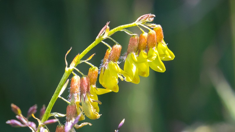 Astragalus floridulus photo 3