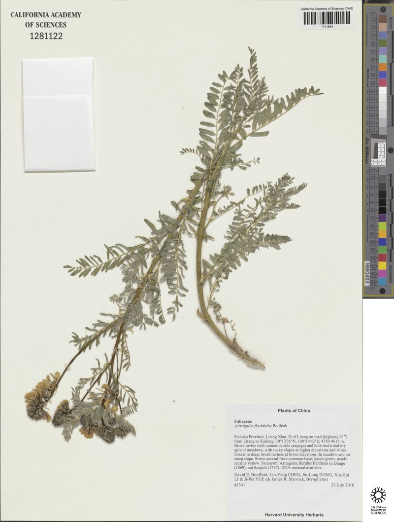 Astragalus floridulus photo 5