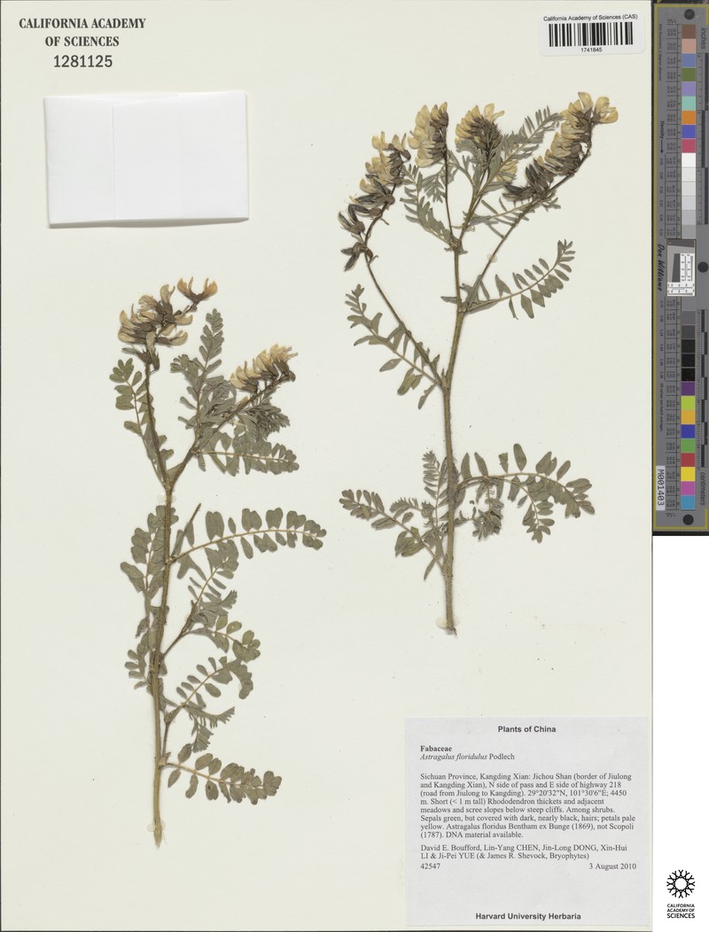 Astragalus floridulus photo 6