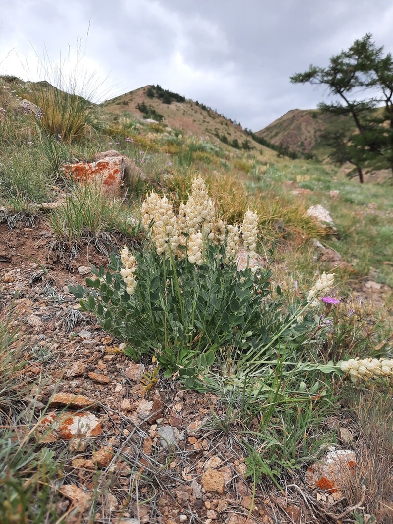 Astragalus follicularis