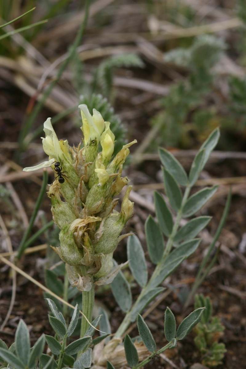 Astragalus follicularis photo 2