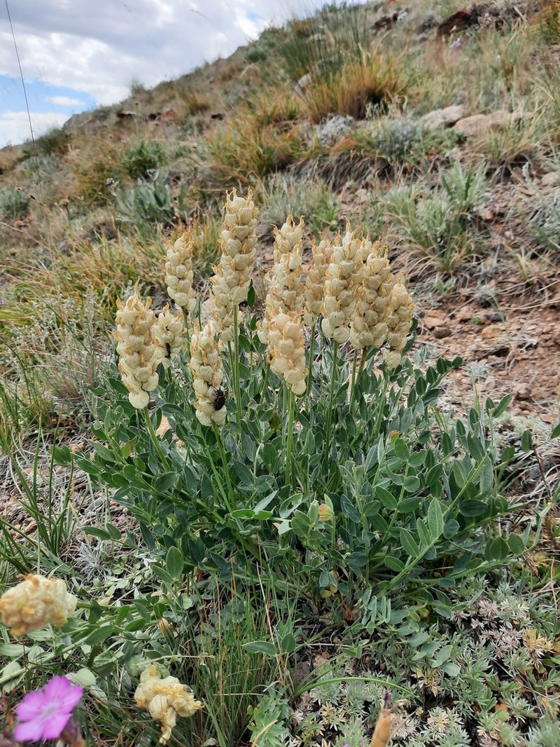 Astragalus follicularis photo 3