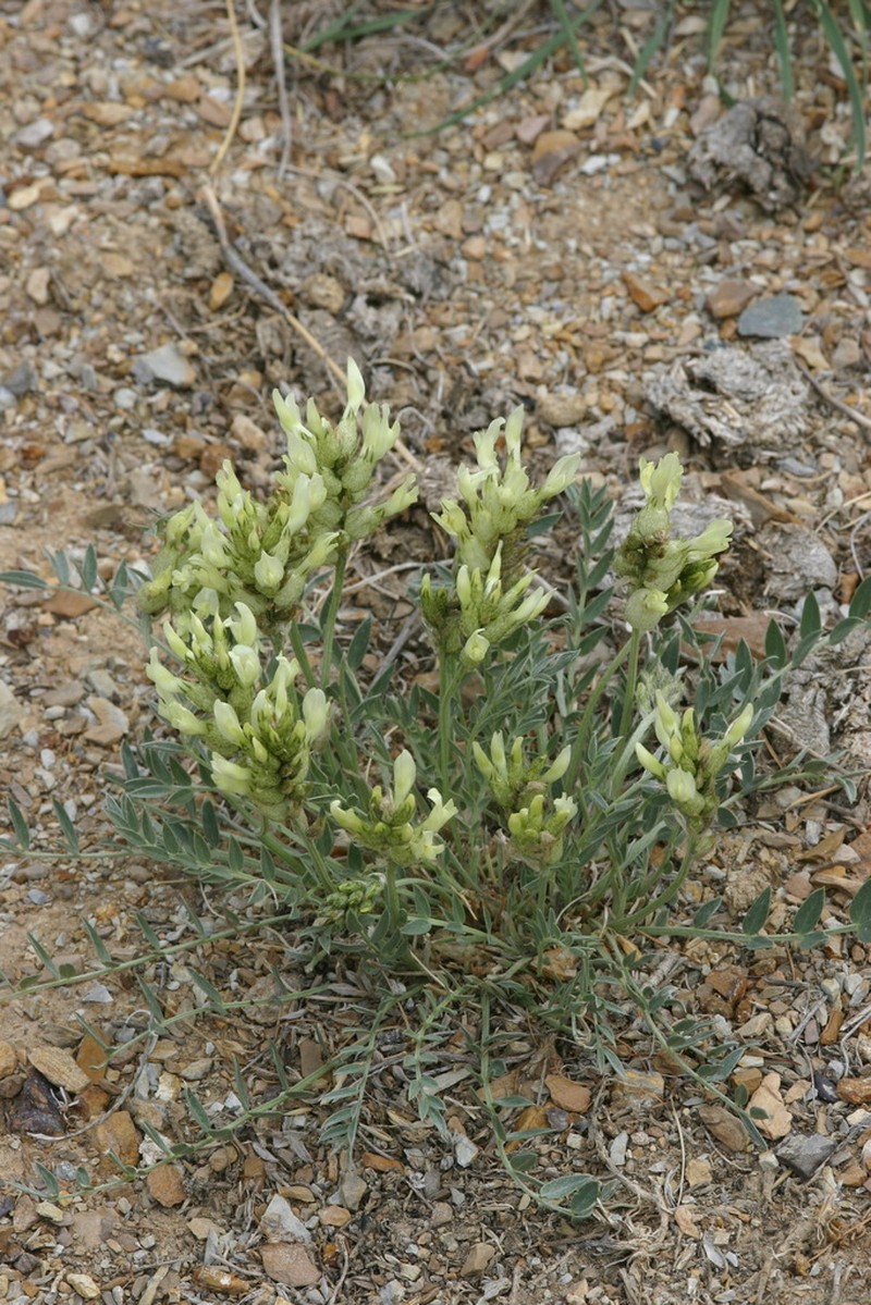 Astragalus follicularis photo 4