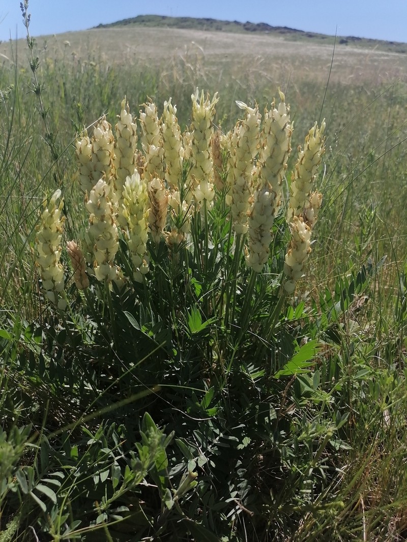 Astragalus follicularis photo 5