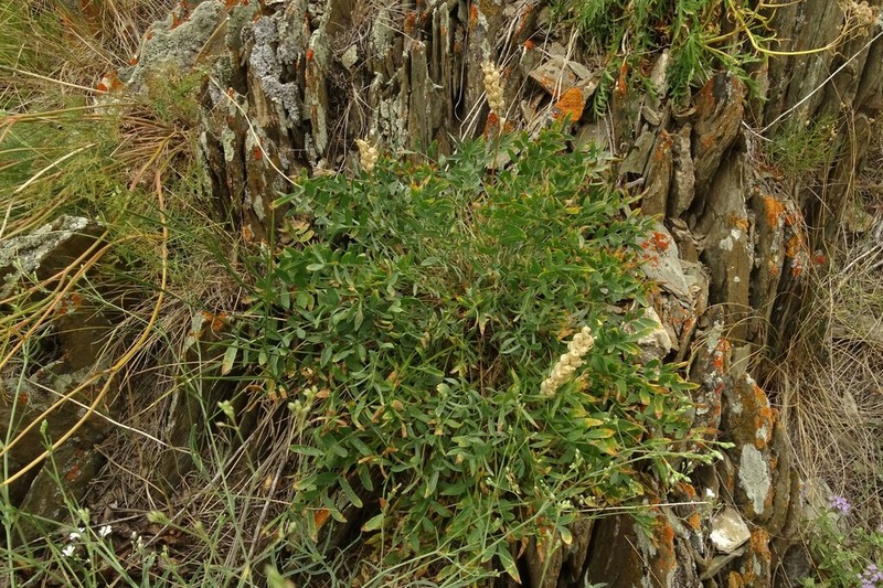 Astragalus follicularis photo 6