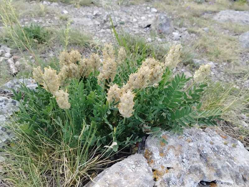 Astragalus follicularis photo 7