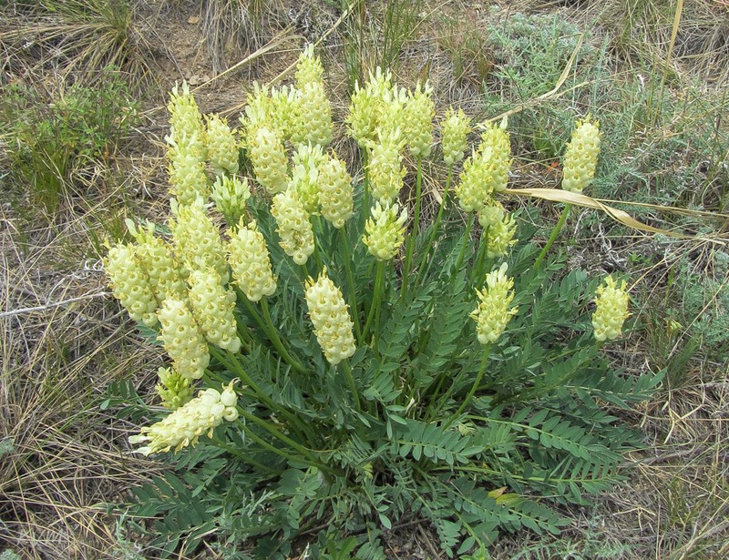 Astragalus follicularis photo 8
