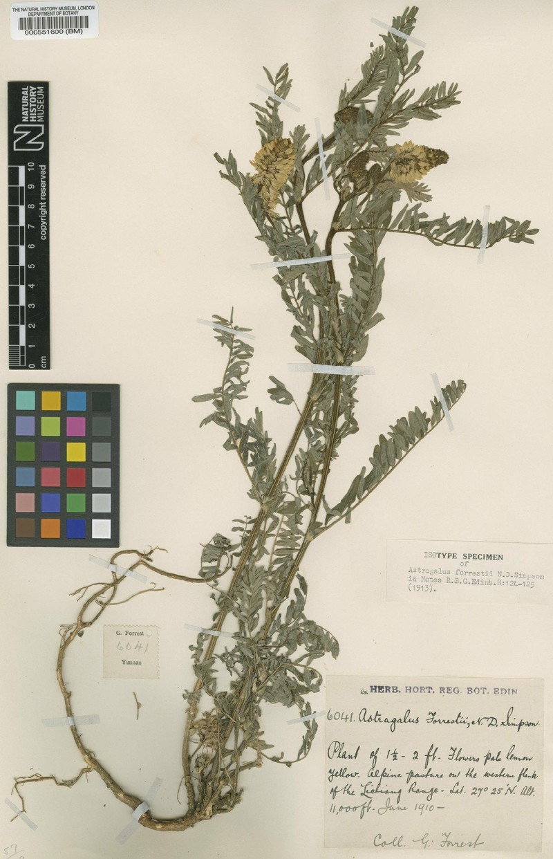 Astragalus forrestii
