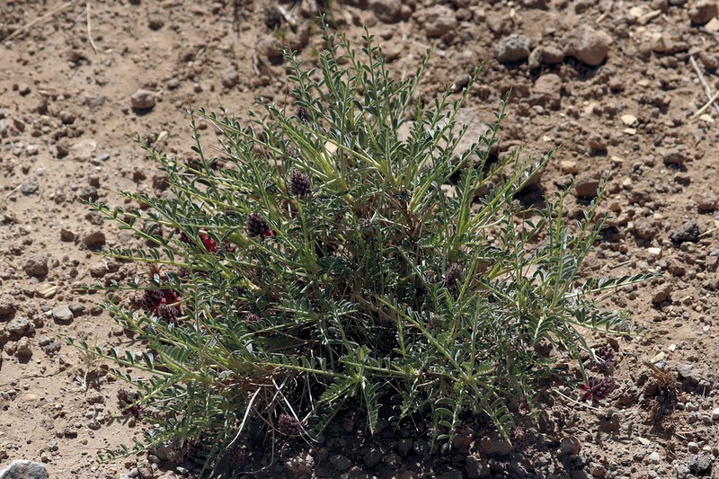 Astragalus fragifer