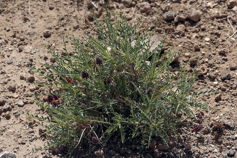 Astragalus fragifer photo 2