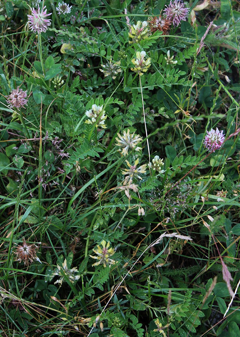 Astragalus fragrans