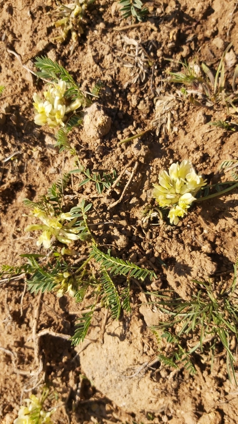 Astragalus fragrans photo 2