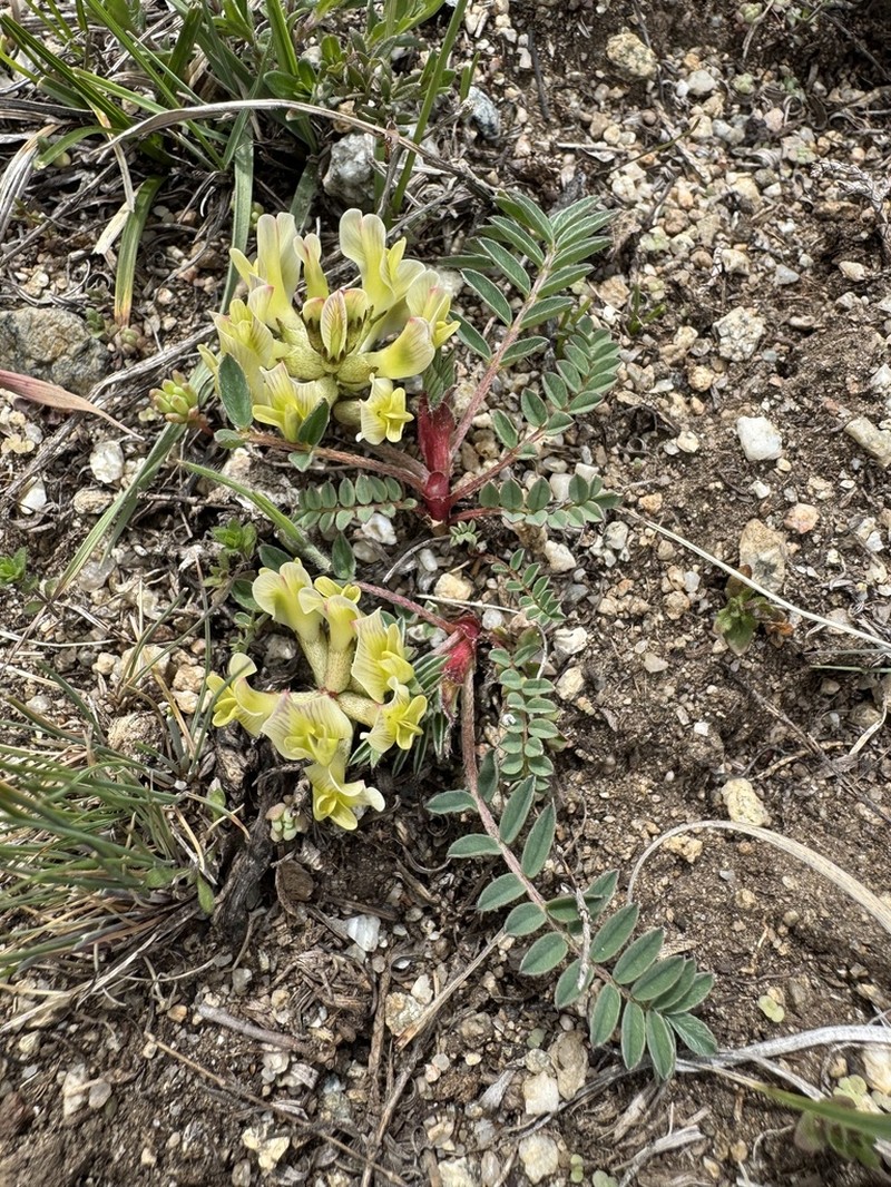 Astragalus fragrans photo 3