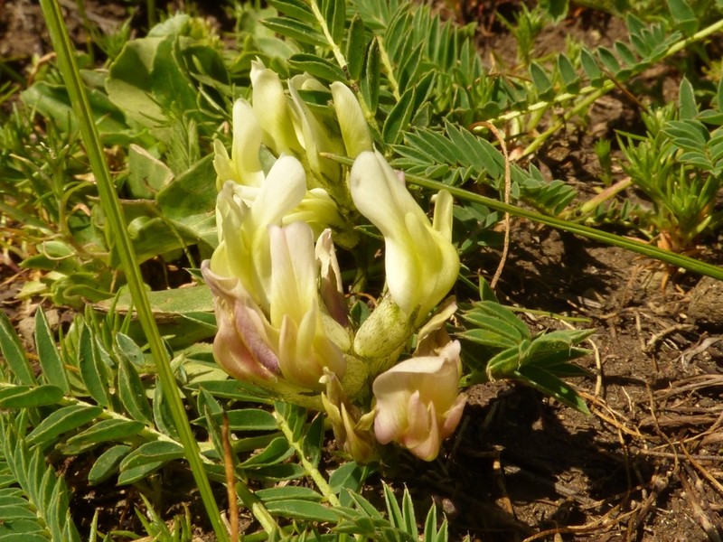 Astragalus fragrans photo 4