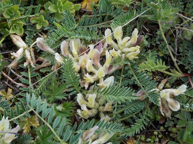 Astragalus fragrans photo 5