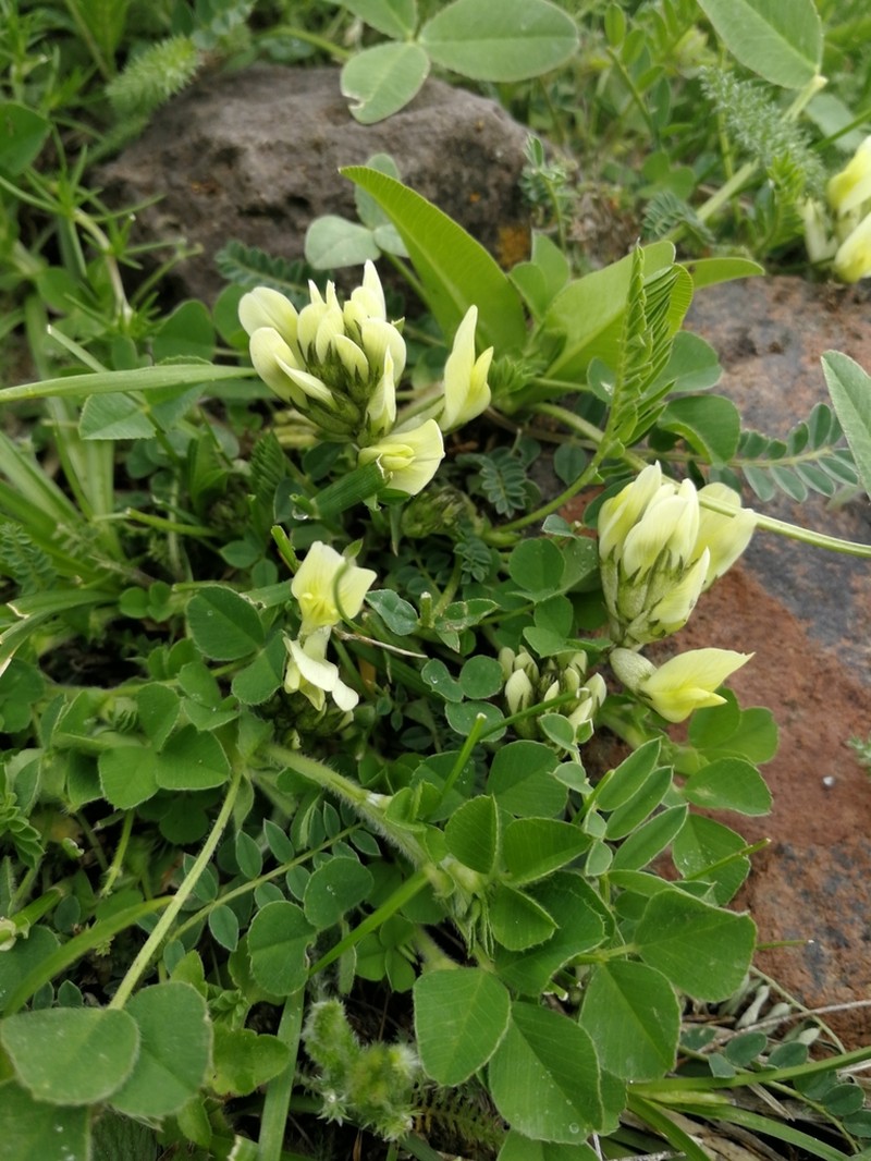 Astragalus fragrans photo 6