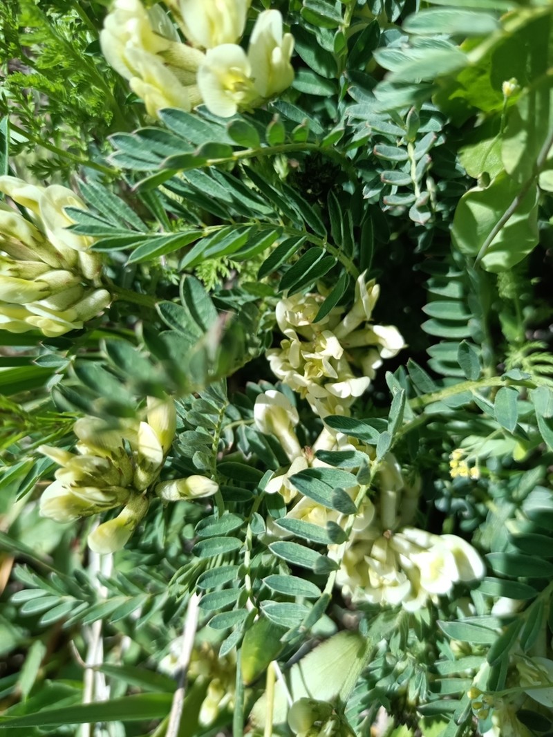 Astragalus fragrans photo 7
