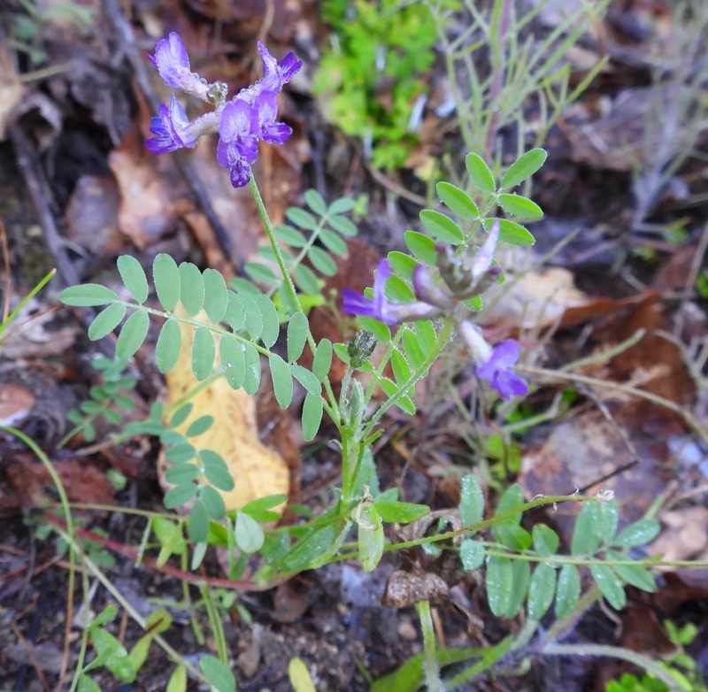 Astragalus francisquitensis photo 2
