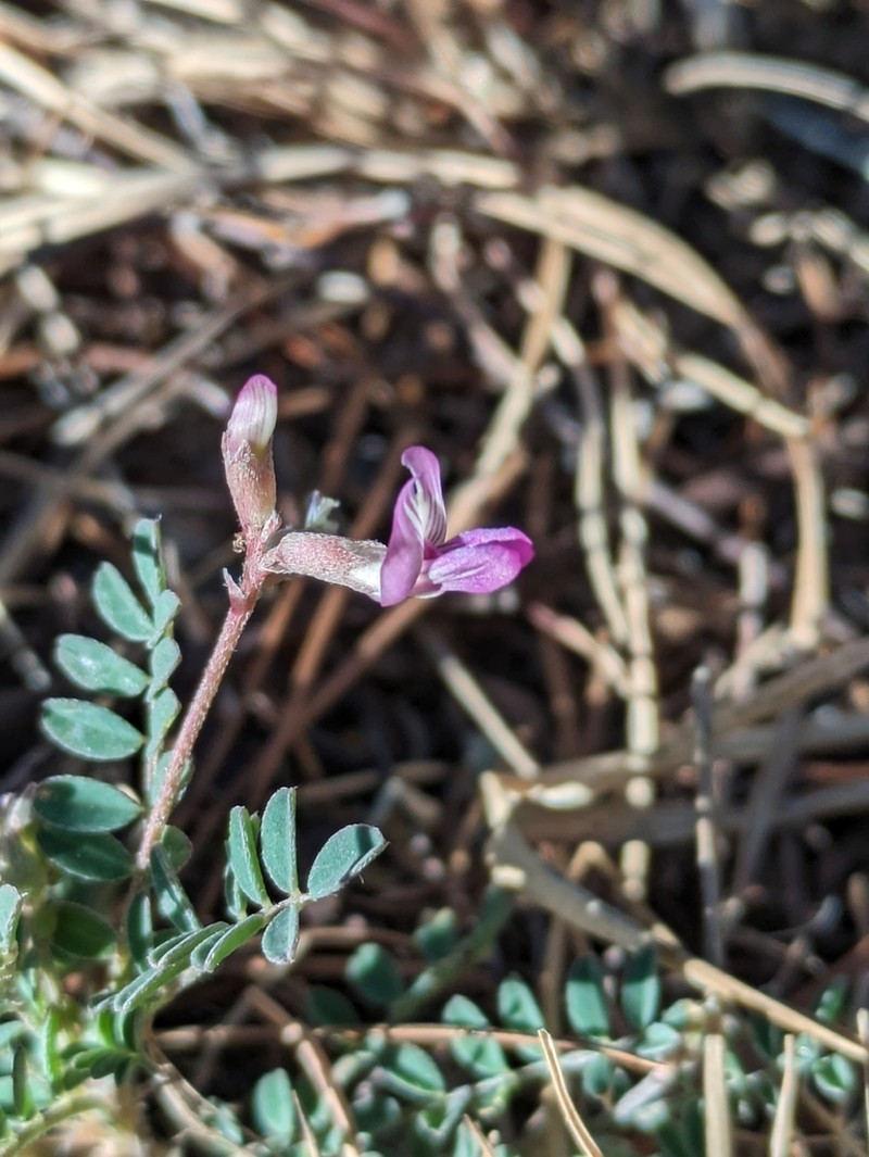 Astragalus francisquitensis photo 3