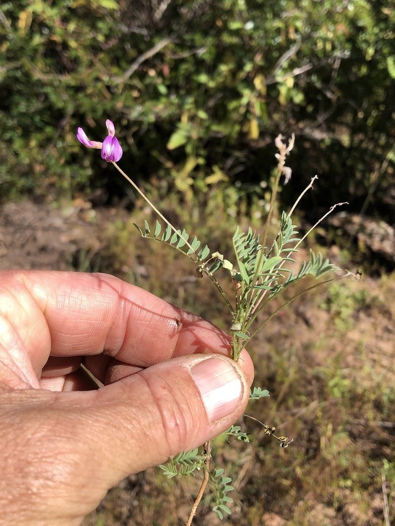 Astragalus francisquitensis photo 4