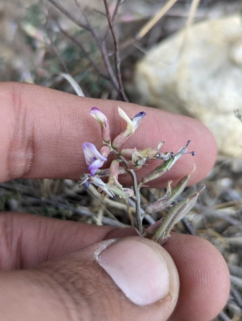 Astragalus francisquitensis photo 5