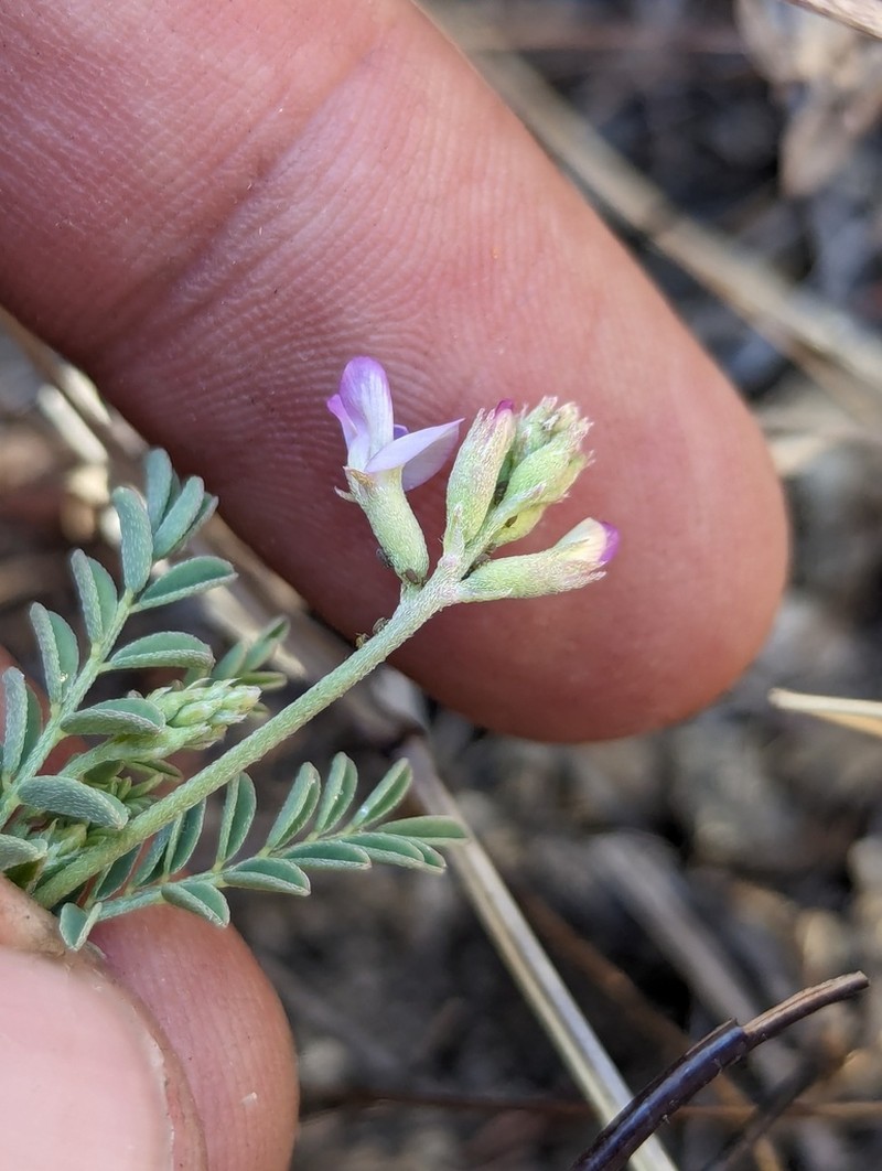 Astragalus francisquitensis photo 6