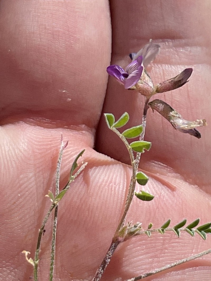 Astragalus francisquitensis photo 7
