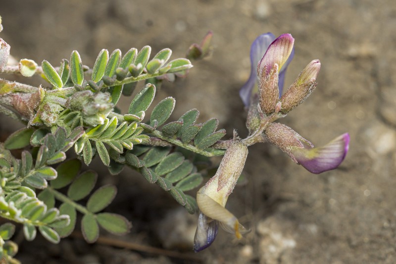 Astragalus francisquitensis photo 8