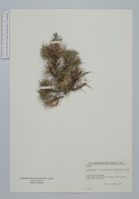 Astragalus franziskae