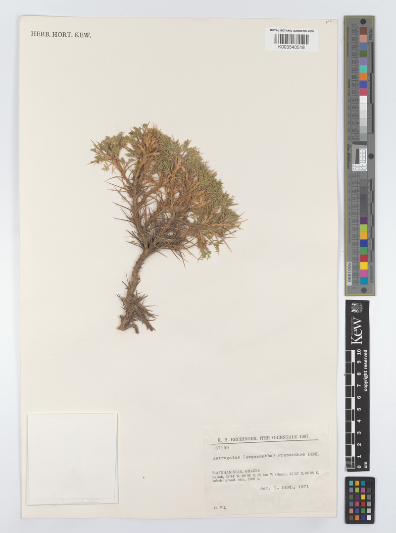 Astragalus franziskae photo 2