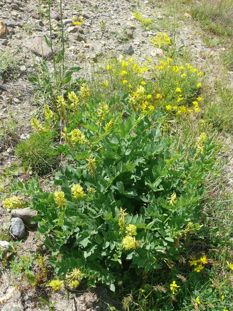 Astragalus frainifolius