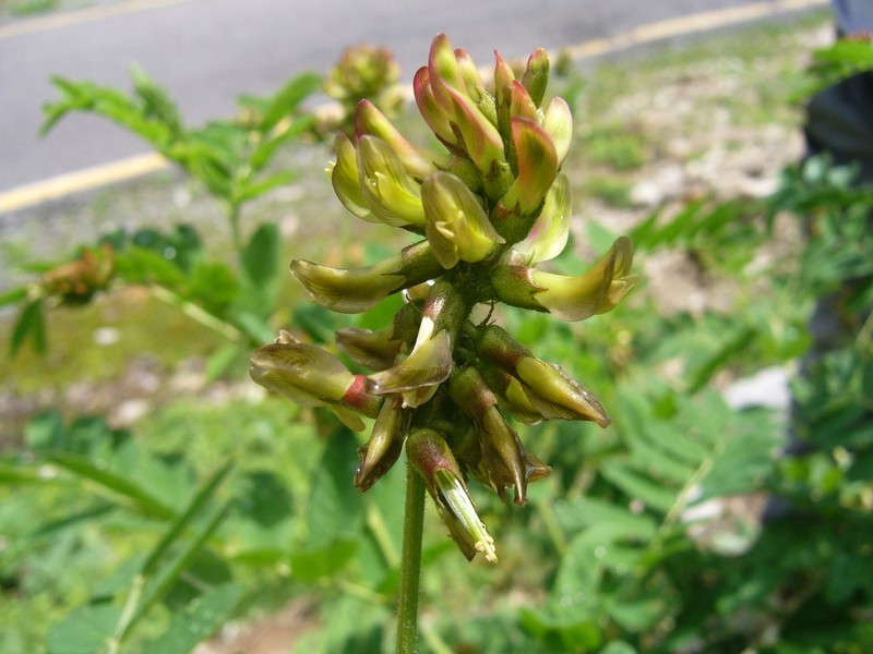 Astragalus frainifolius photo 2