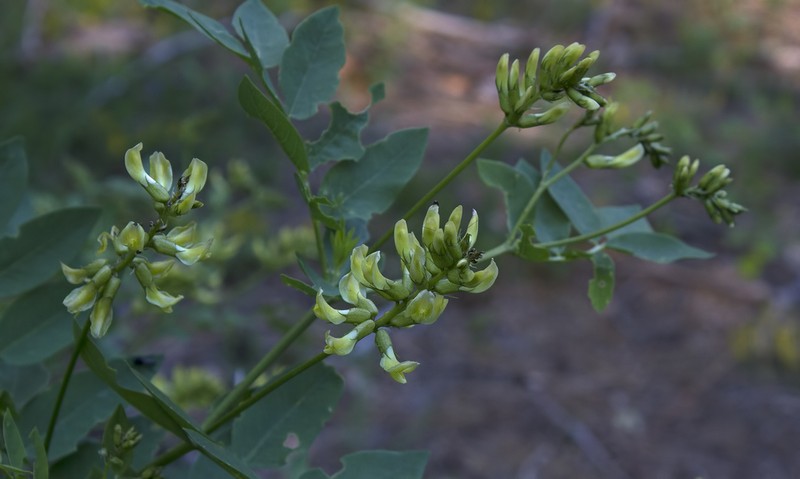 Astragalus frainifolius photo 3