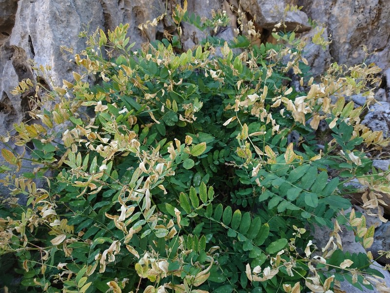 Astragalus frainifolius photo 4