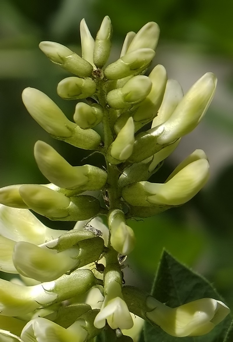 Astragalus frainifolius photo 5