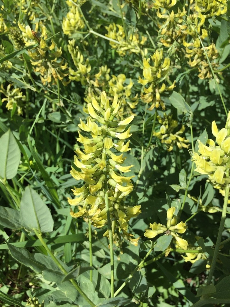 Astragalus frainifolius photo 6