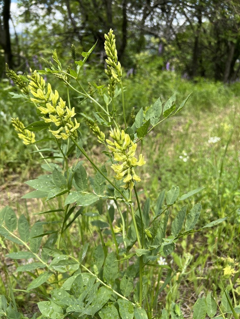 Astragalus frainifolius photo 8