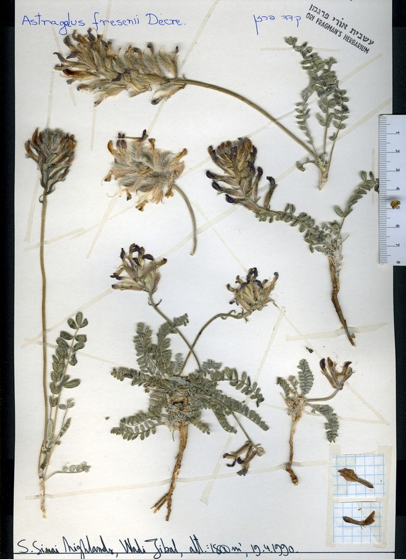 Astragalus fresenii