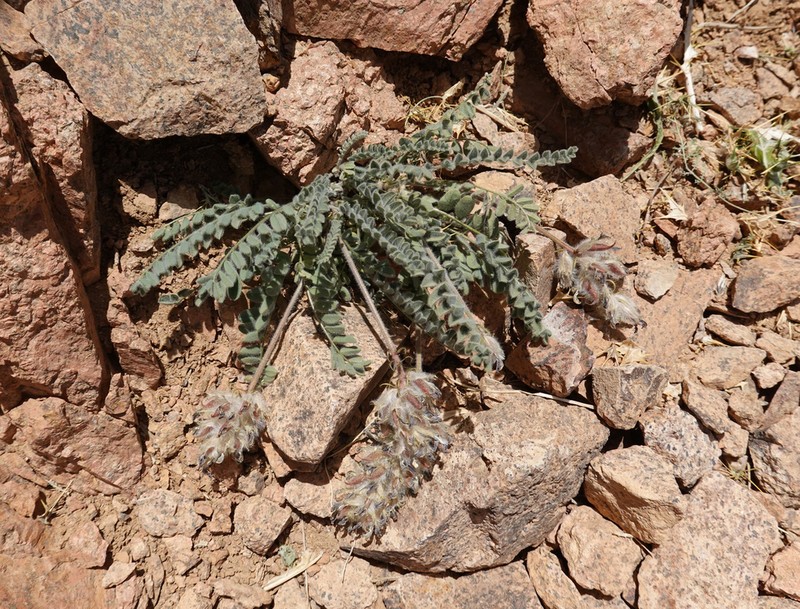 Astragalus fresenii photo 2