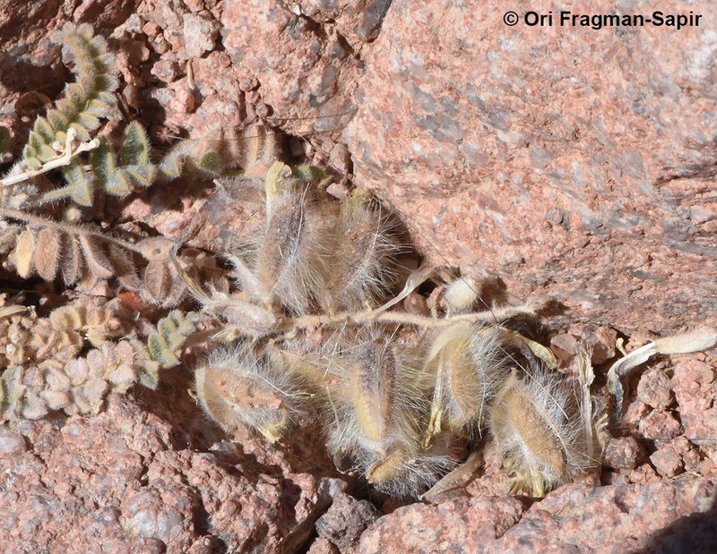 Astragalus fresenii photo 3