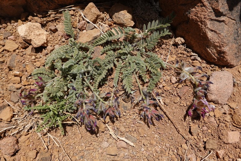 Astragalus fresenii photo 4