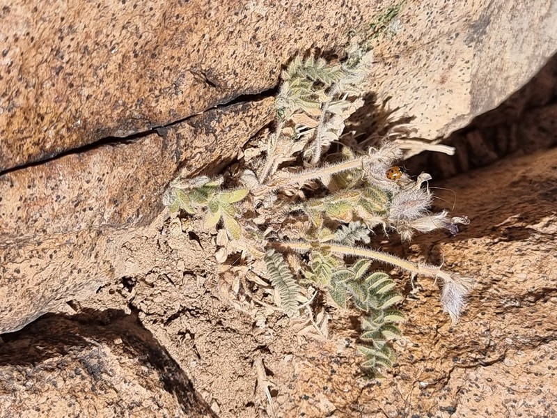 Astragalus fresenii photo 5