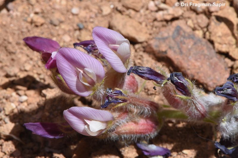Astragalus fresenii photo 6