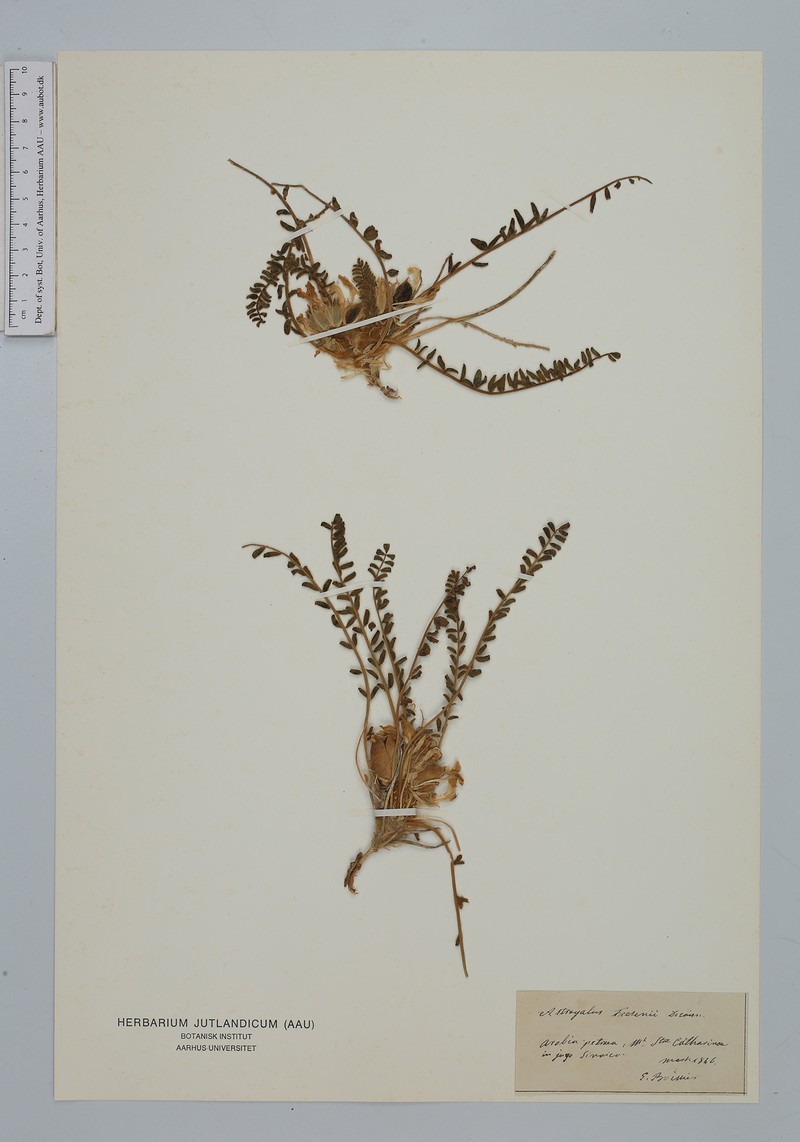 Astragalus fresenii photo 8