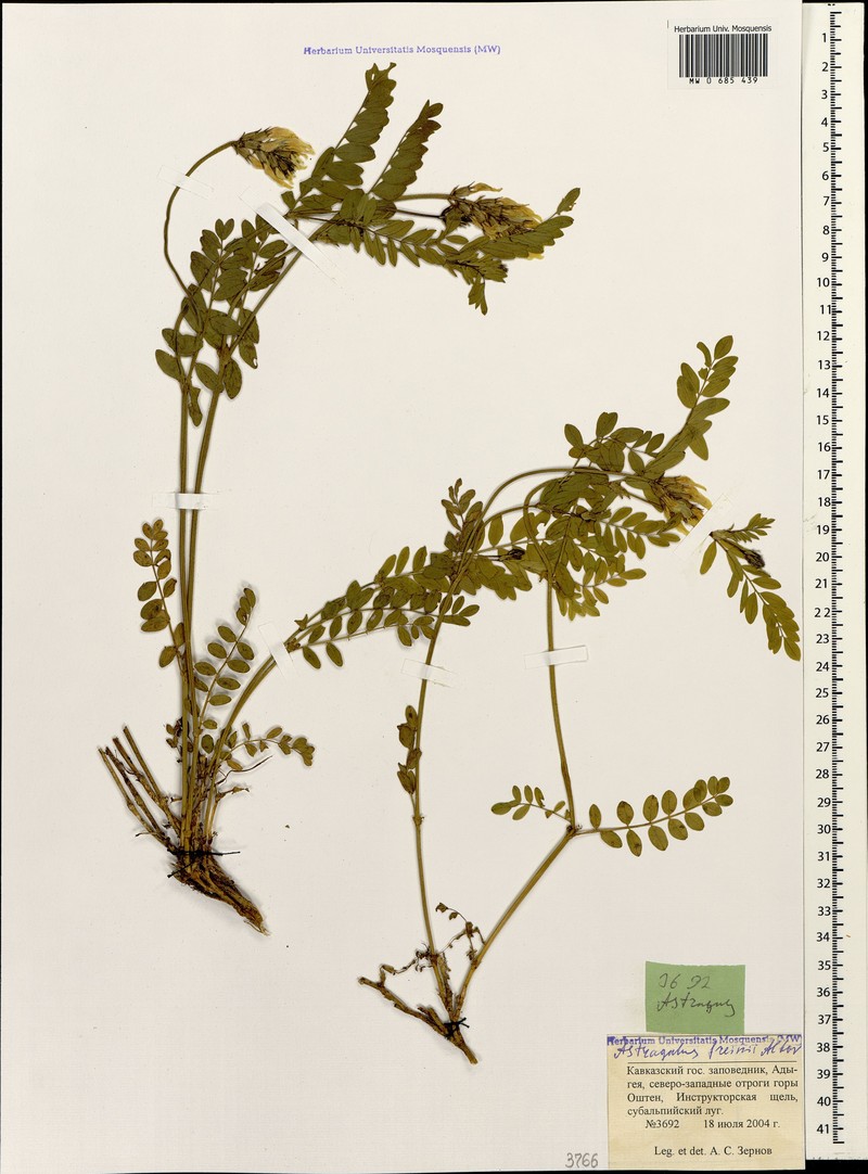 Astragalus freynii