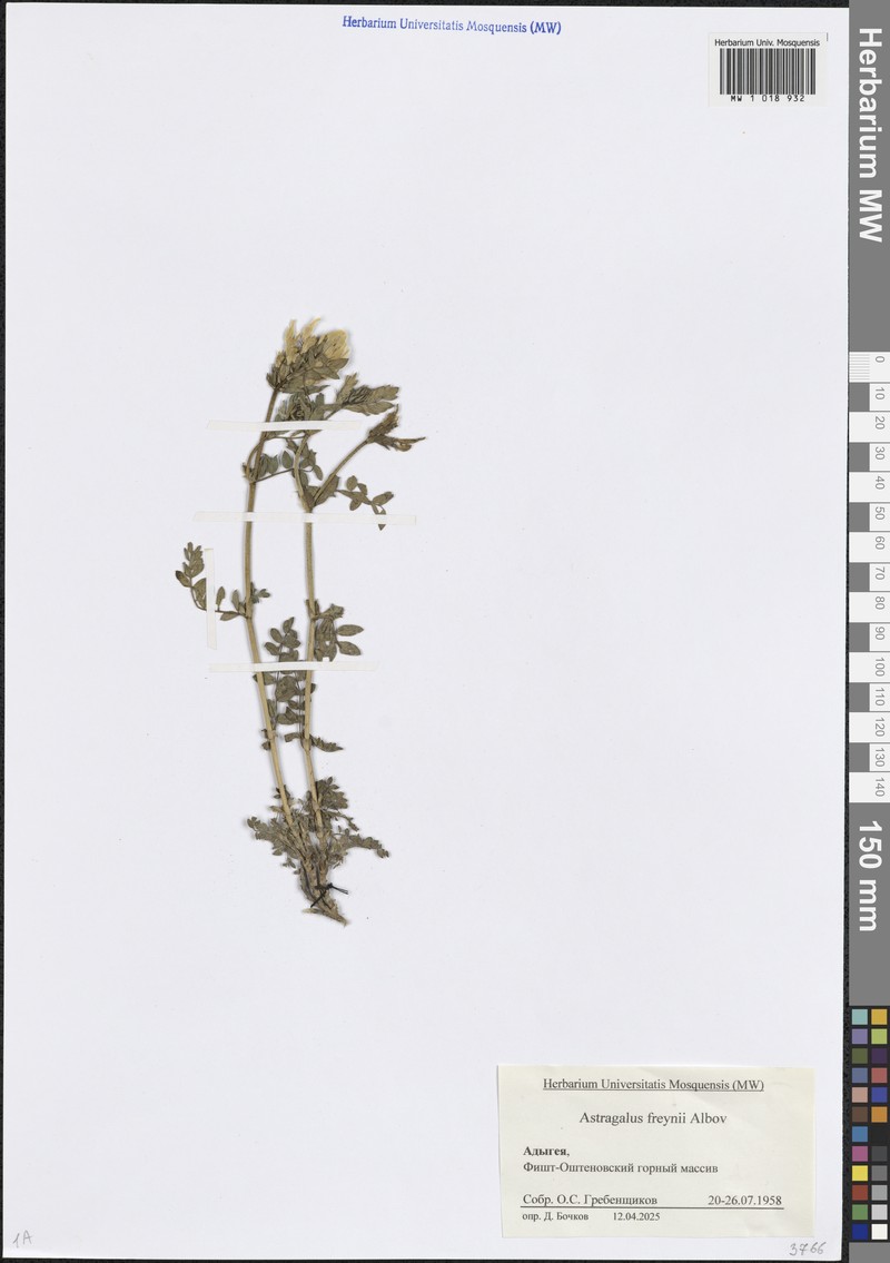 Astragalus freynii photo 2