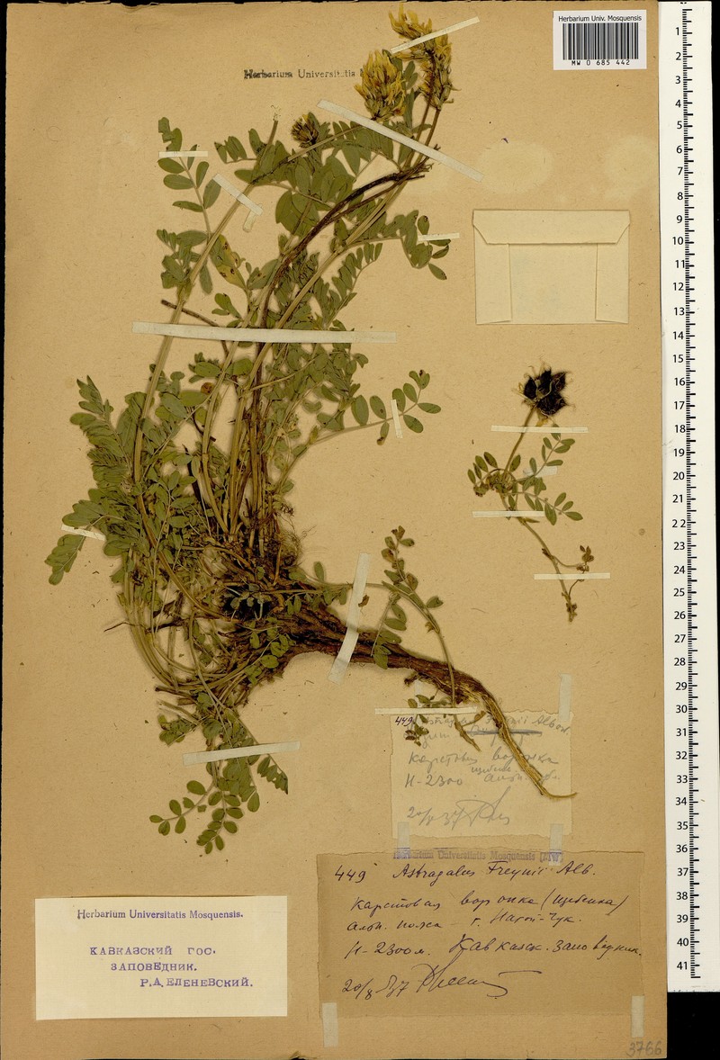 Astragalus freynii photo 3