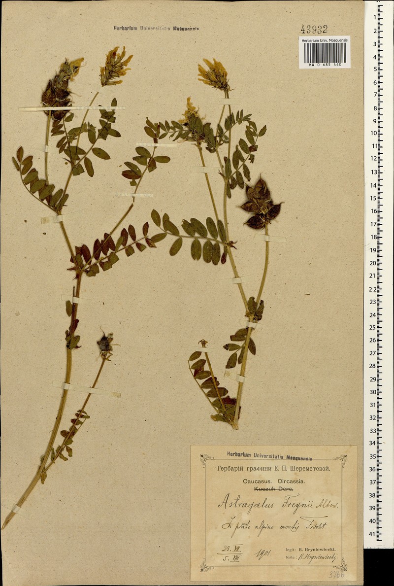 Astragalus freynii photo 4